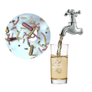 Gewone water